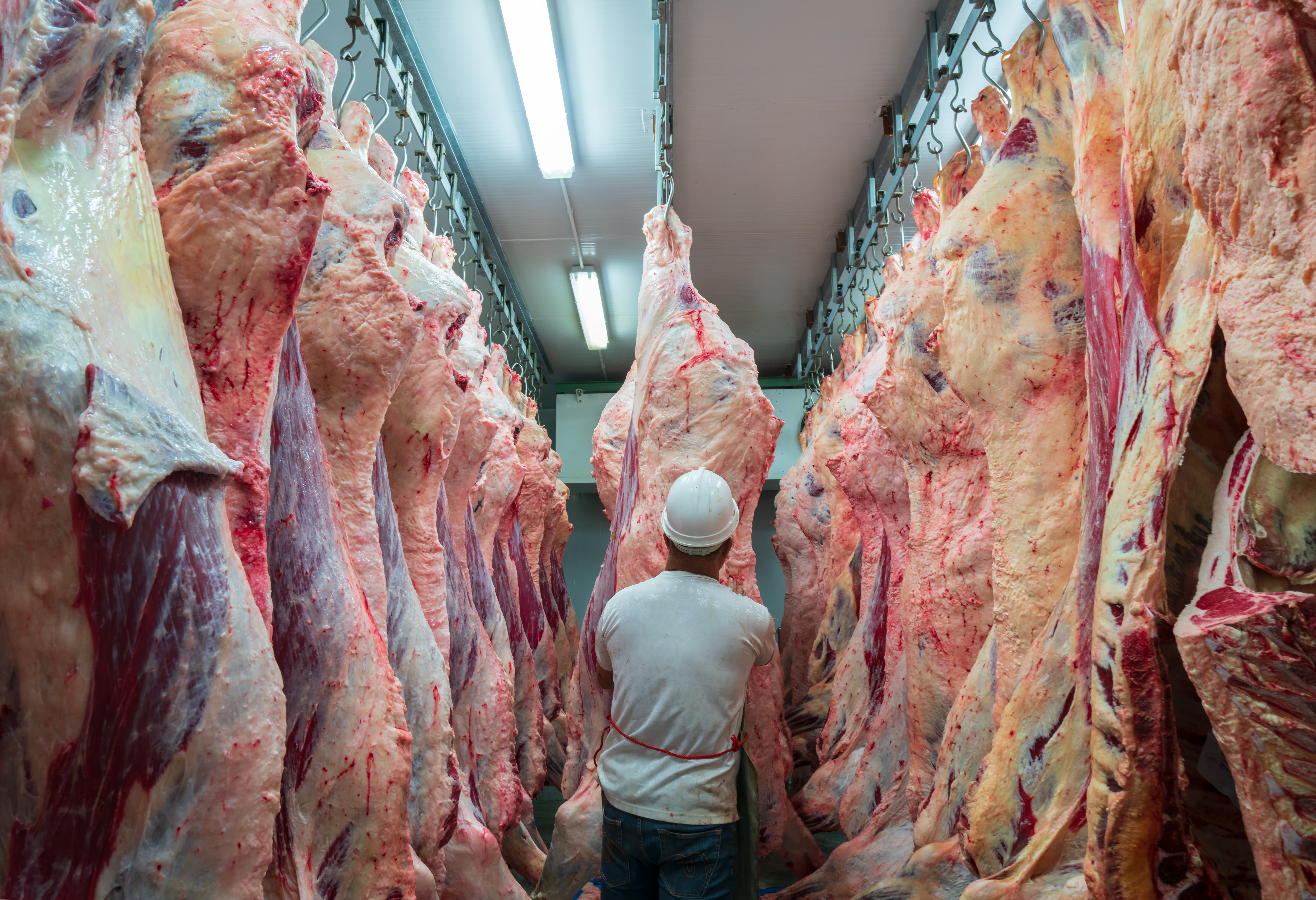 meat hanging chill